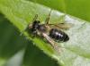 Andrena sp.